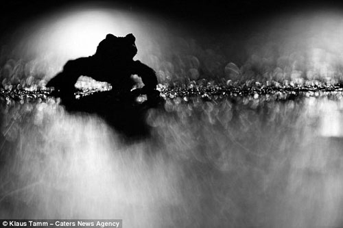 Chặng[-]đường[-]của[-]cóc.[-]Tác[-]giả[-]Klaus[-]Tamm.